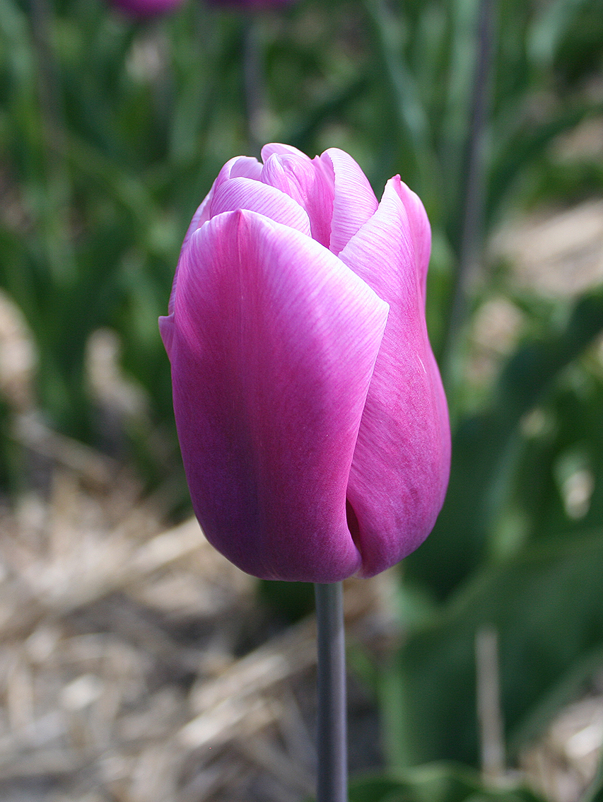 Tulipa 'Holland Beauty'